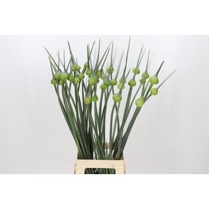 Allium Kenton