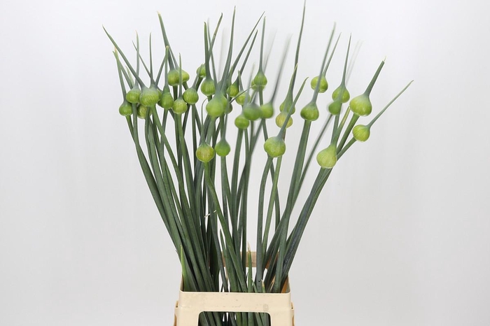 <h4>Allium Kenton</h4>