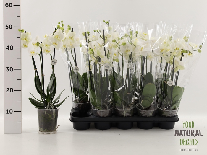 <h4>PHAL OV WIT</h4>