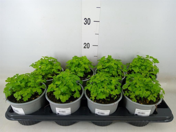 <h4>Petroselinum crispum</h4>
