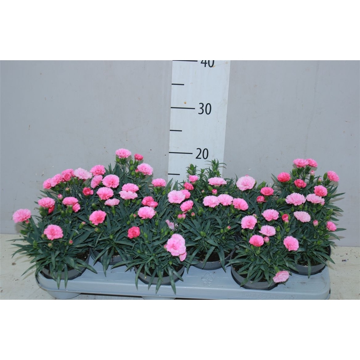 <h4>Dianthus I Love U</h4>