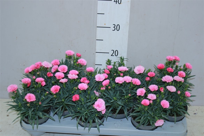 Dianthus I Love U