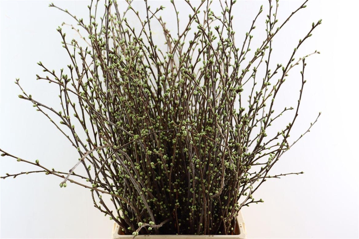 <h4>Prunus Ce Morel</h4>