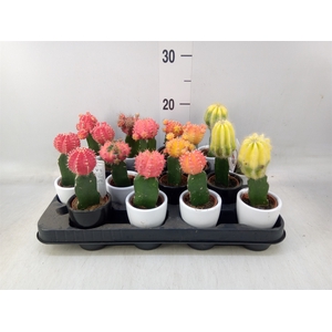 Cactus   ...mix