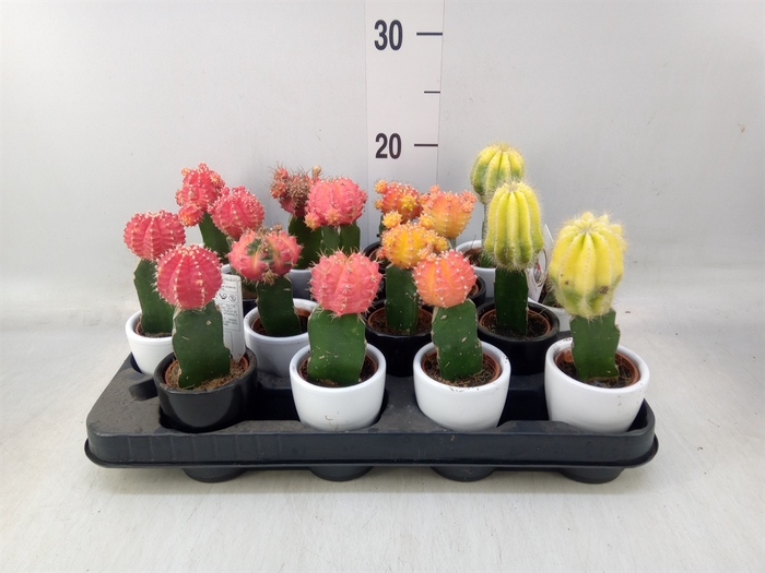 <h4>Cactus   ...mix</h4>