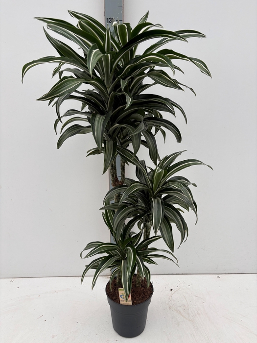 <h4>DRA COMP JADE JEWEL</h4>