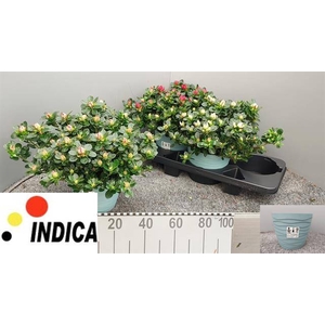 Rhodo Si Sachsen Gem
