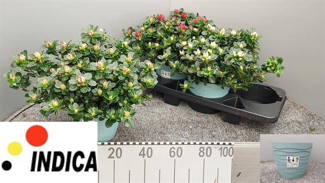 <h4>Rhodo Si Sachsen Gem</h4>