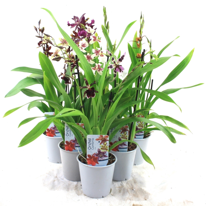 <h4>ORCHIDEEEN GEM</h4>