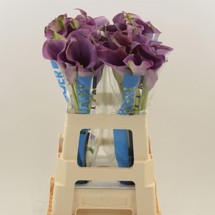 <h4>Calla Promise</h4>
