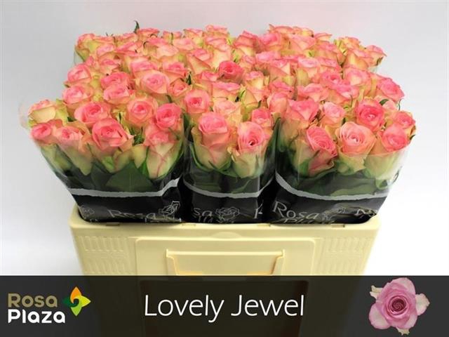 R GR LOVELY JEWEL