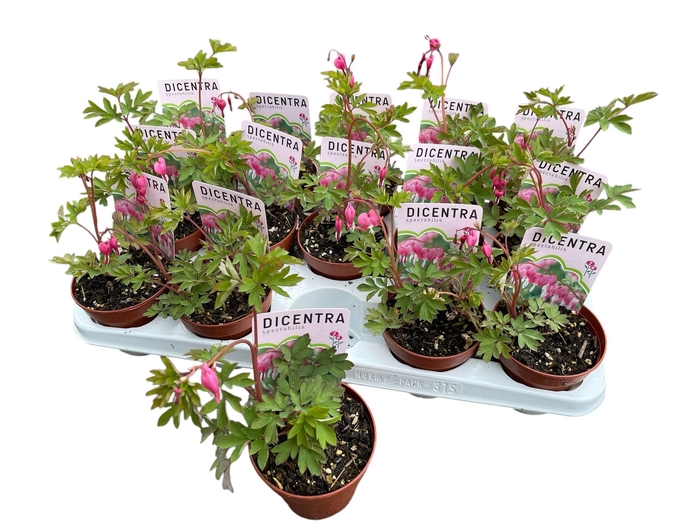 <h4>DICE SPECTABILIS</h4>