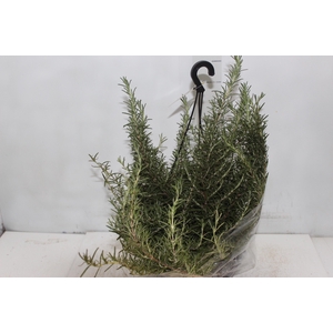 ALECRIM C21 PENDENTE