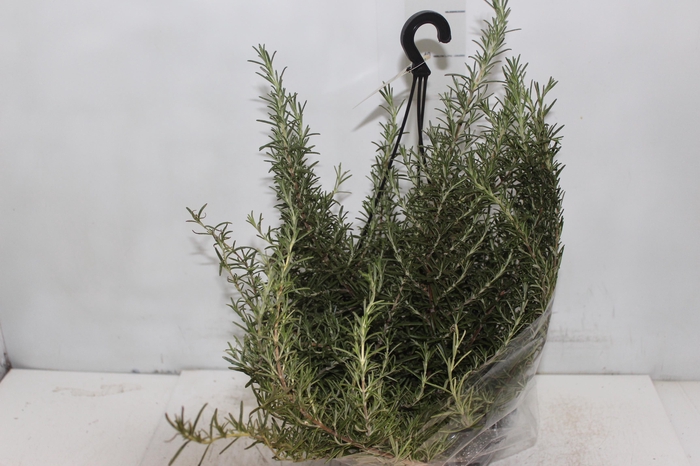 <h4>ALECRIM C21 PENDENTE</h4>