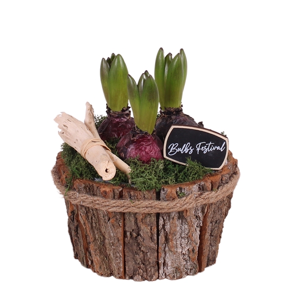 <h4>Bulbs Arr. Hyacint Wooden Natural Bark Pot with Rope Ø17cm</h4>