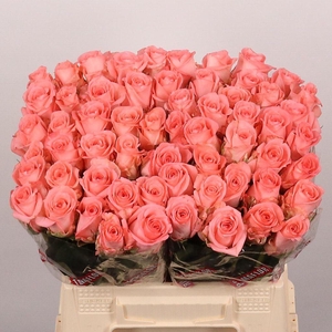 Rosa large unicorn