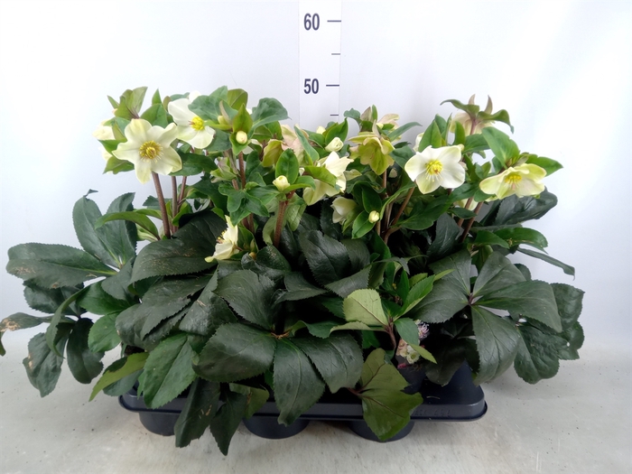 <h4>Helleborus  'Ice N Roses White'</h4>