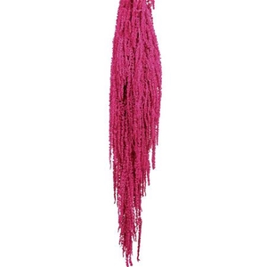 Pres Amaranthus Caud Cerise Bunch