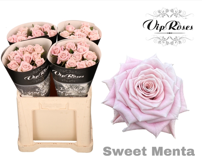 <h4>R KL SWEET MENTA</h4>