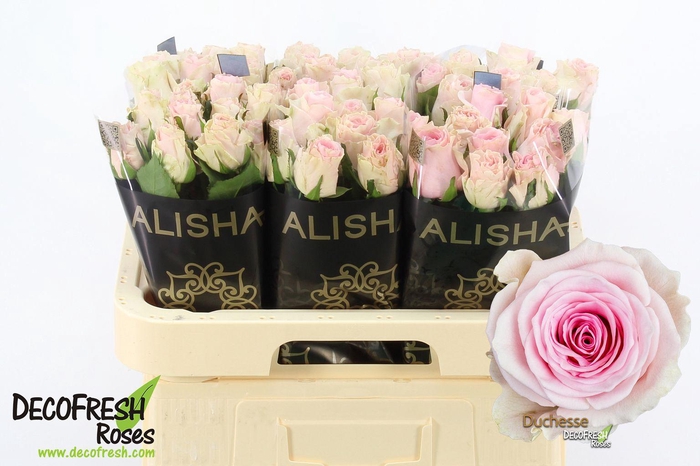 <h4>R Gr Duchesse</h4>