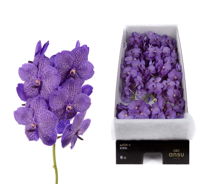 <h4>Vanda Lavender Sprinkles X16</h4>