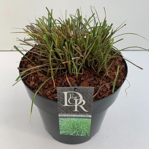 Graminées Miscanthus 'Little Zebra'