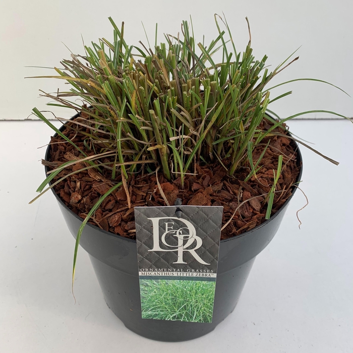 <h4>Graminées Miscanthus 'Little Zebra'</h4>