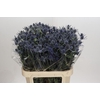 Eryngium Blue Dynamite
