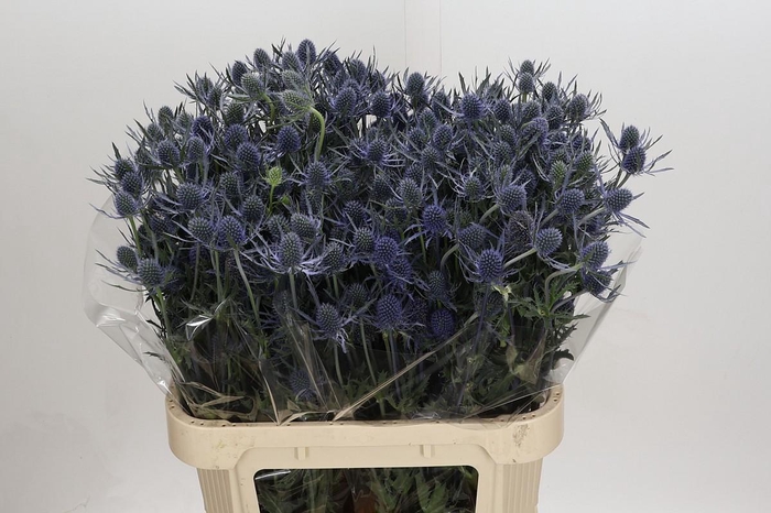 <h4>Eryngium Blue Dynamite</h4>