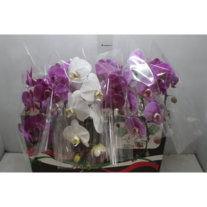 PHALAENOPSIS CASCATA P15 MIN 8 FLS