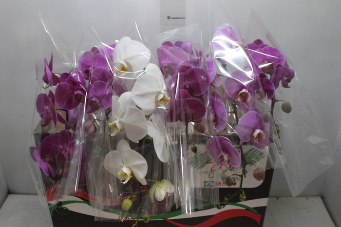 <h4>PHALAENOPSIS CASCATA P15 MIN 8 FLS</h4>