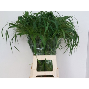 Panicum Fountain Kali Westland