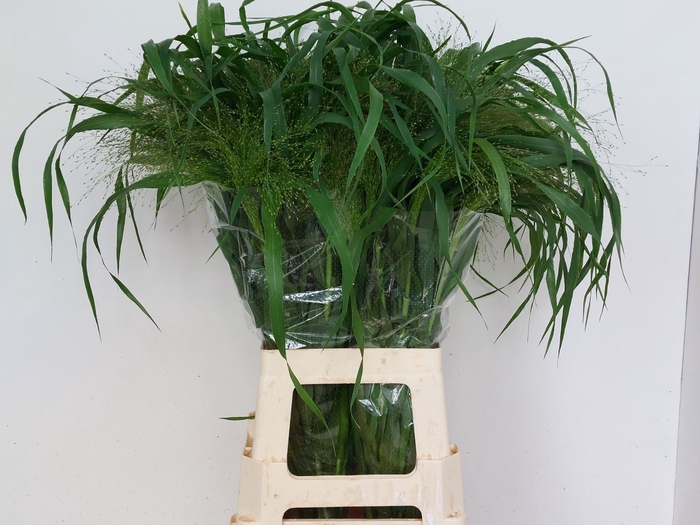 <h4>PANIC VI FONTAINE</h4>