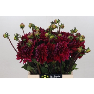 Dahlia Red Runner