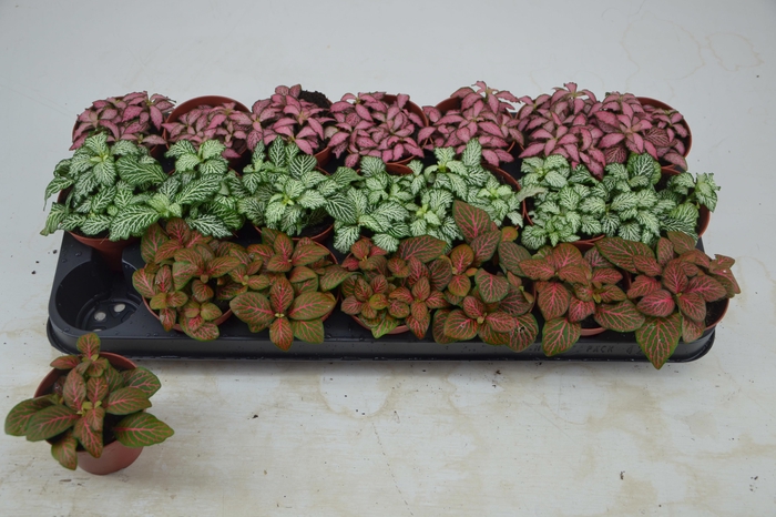 <h4>FITT GEM 3 KL</h4>