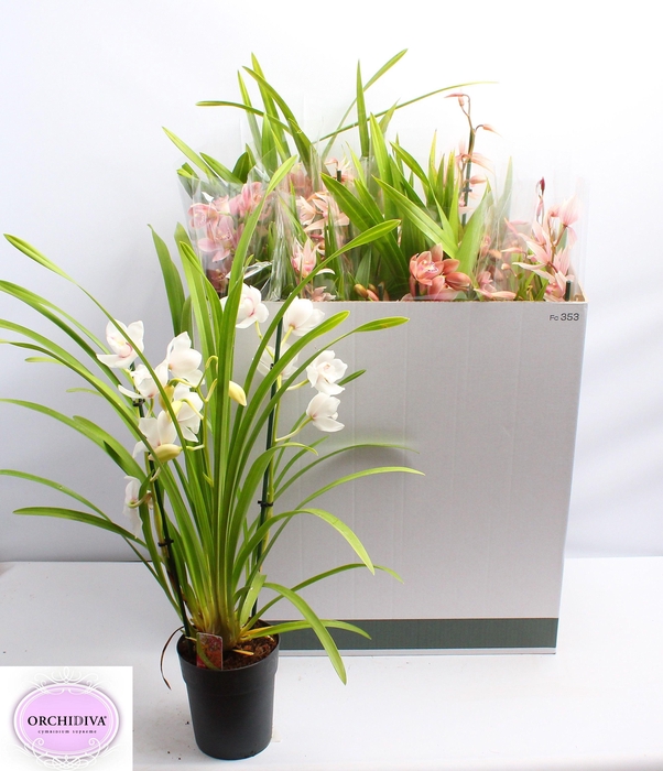 <h4>CYMB GEMENGD</h4>