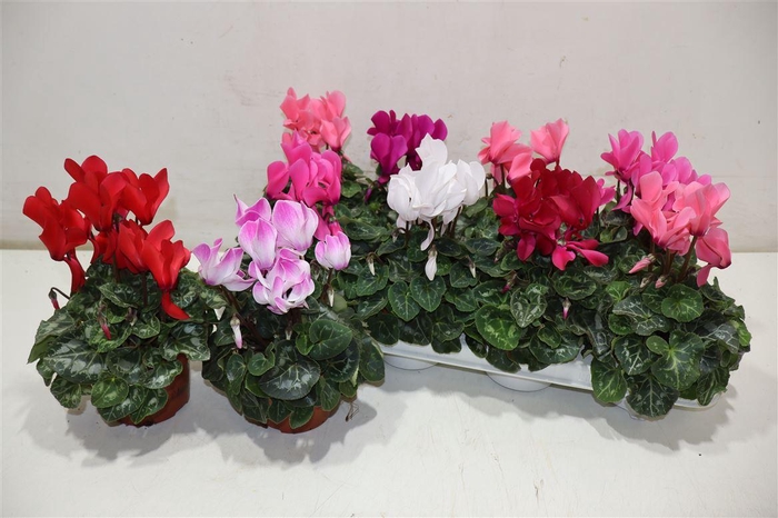 <h4>Cycl Md Sup Macro</h4>