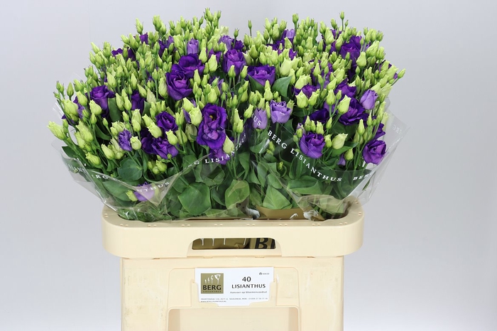 <h4>Eust E Piccolo Violet</h4>