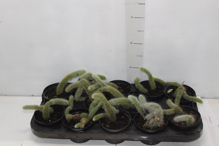 <h4>CACTUS RABO DE MACACO P11</h4>