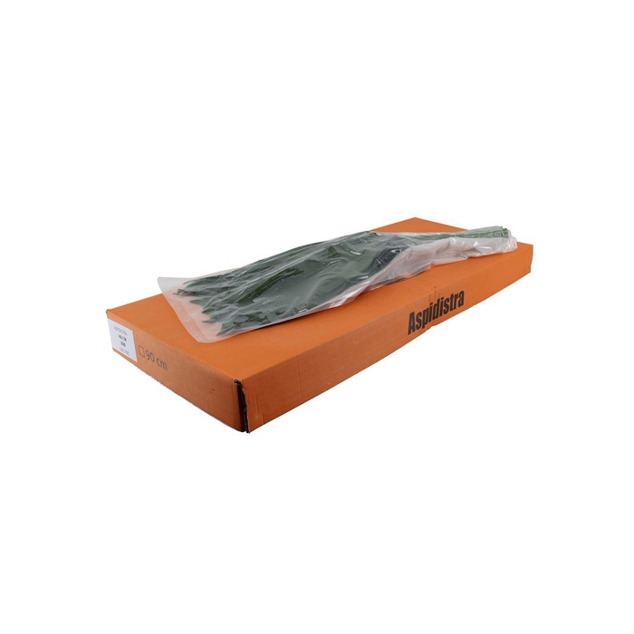 <h4>Aspidistra 80cm V P Queens</h4>