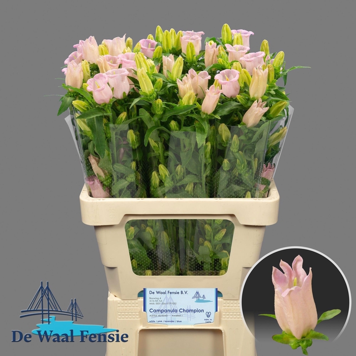 <h4>CAMP M PEARL PINK</h4>