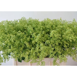 ALCHEM M ROBUSTICA