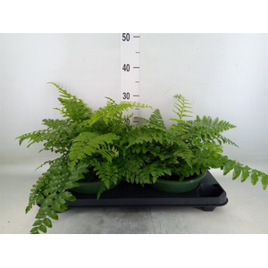 Asplenium  'Parvati'