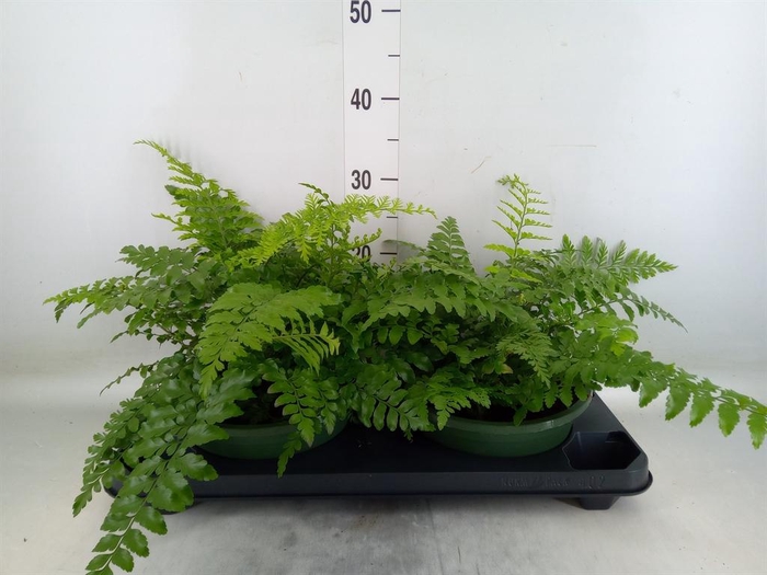<h4>Asplenium  'Parvati'</h4>