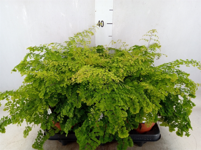 <h4>Adiantum   ...</h4>