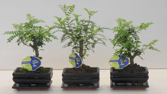 <h4>Zanthoxylum piperitum, 15cm., broom, with dip tray</h4>