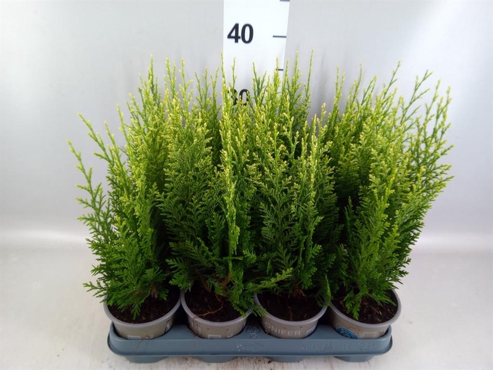 Chamaecyparis laws. 'White Spot'