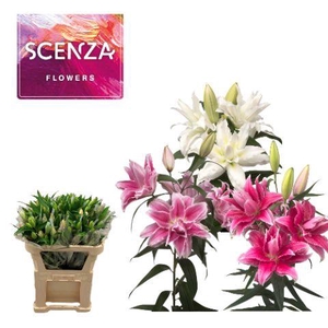 LI OR OVERIG DUBBEL 2+ mixed