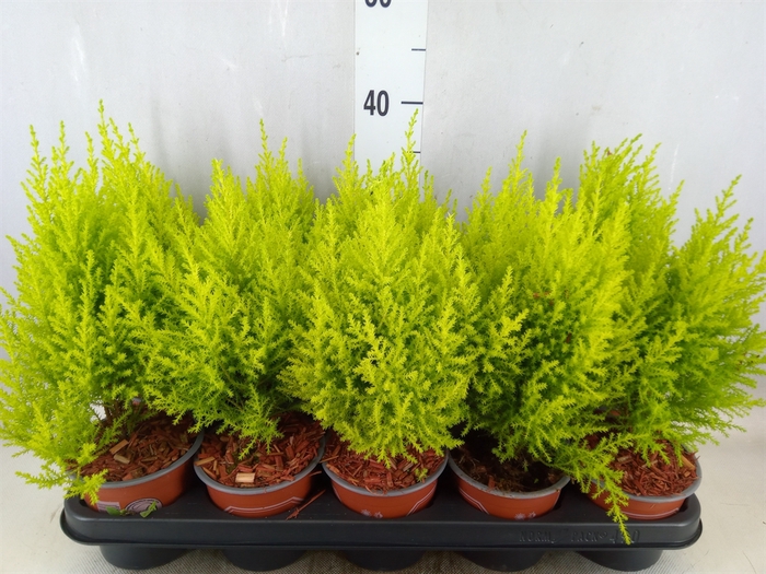 <h4>Cupressus macro. 'Goldcrest Wilma'</h4>
