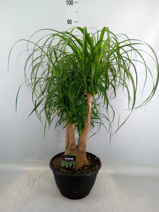 <h4>Beaucarnea recurvata</h4>